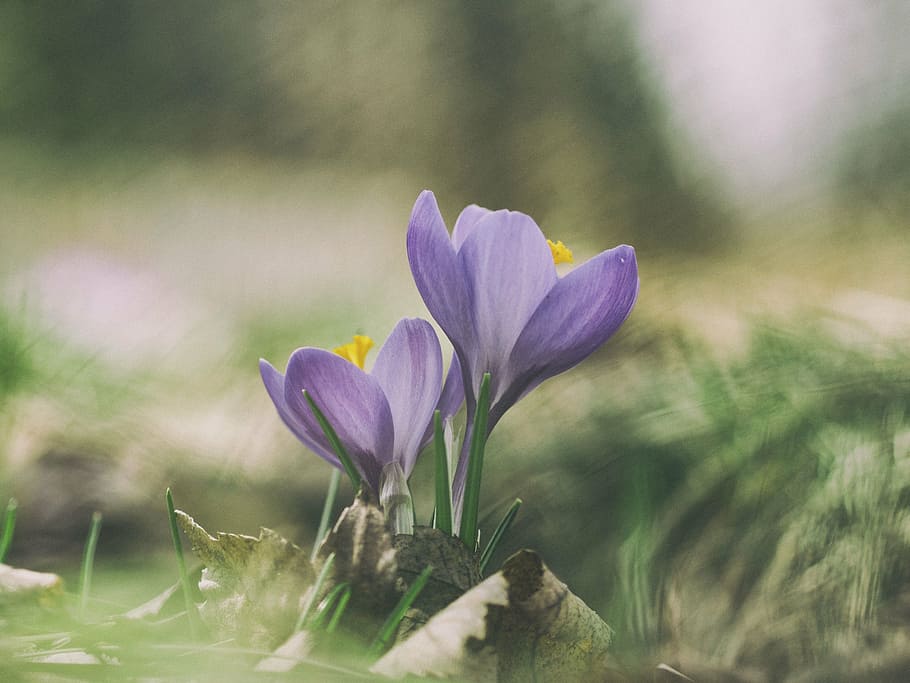 focus photography of purple flowers, violet, petal, bloom, garden HD wallpaper