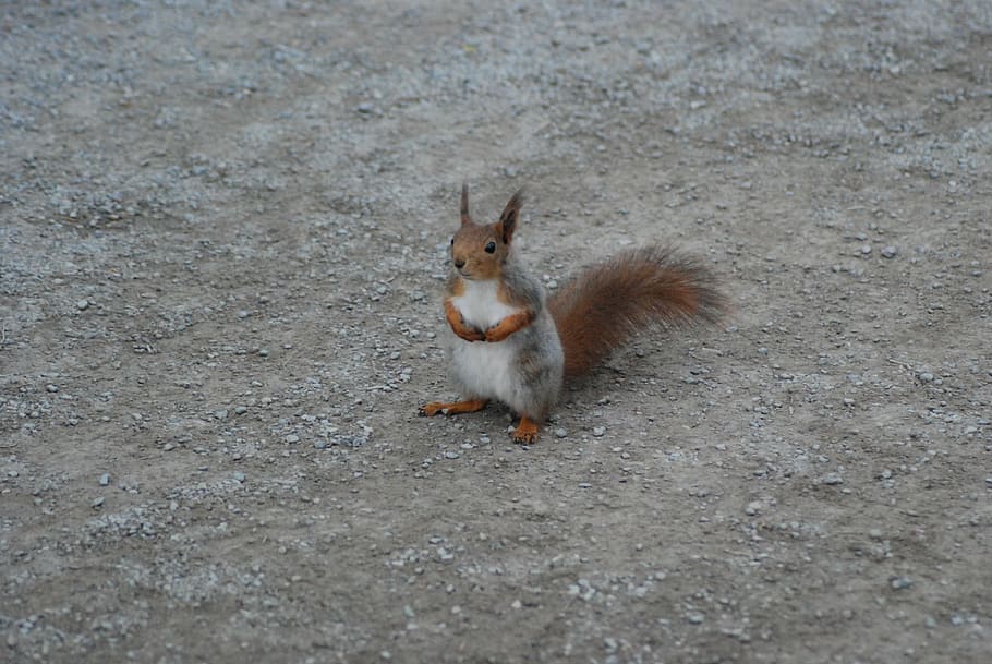 squirrel, sitting, rodent, animal, cute, mammal, tail, furry HD wallpaper