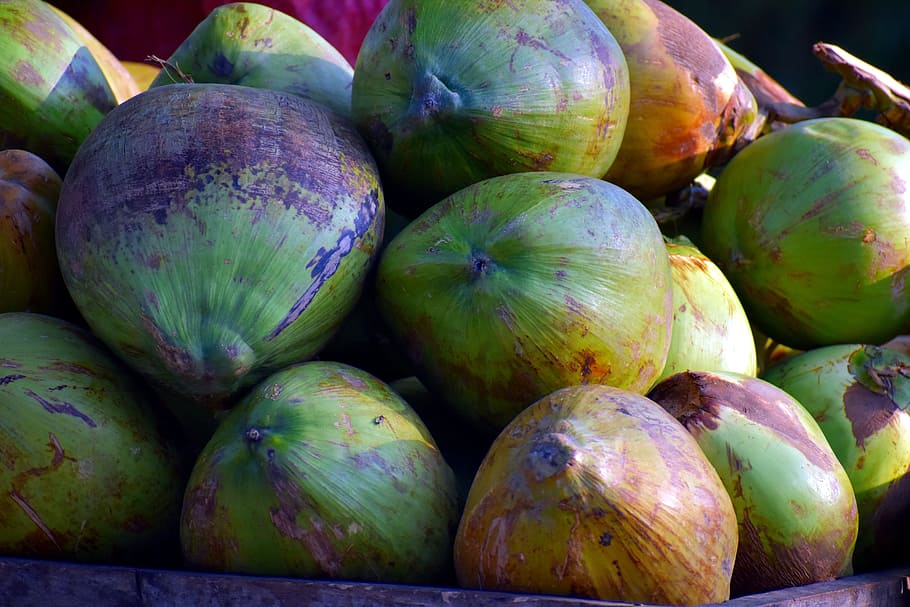 coconuts, drupe, cocos nucifera, fruit, food, food and drink HD wallpaper