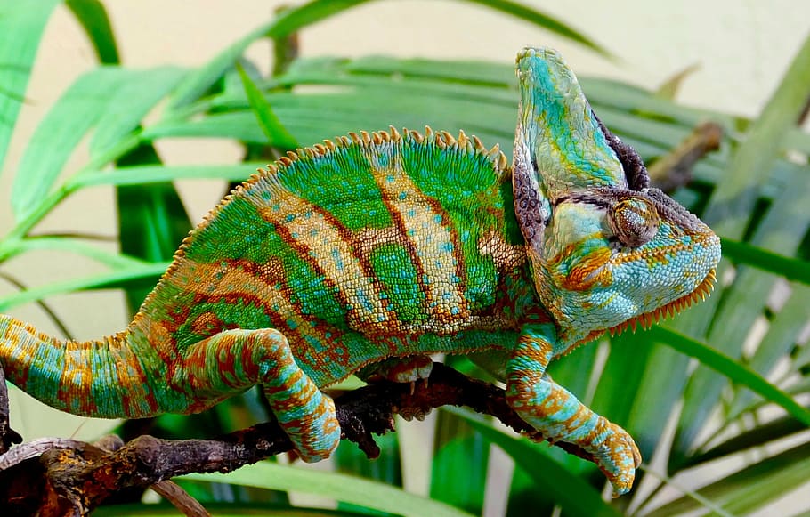 green, brown, and blue reptile, chameleon, animal, colour splash