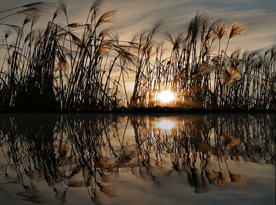 leaf on body of water, mirroring, reflections, river, lake HD wallpaper