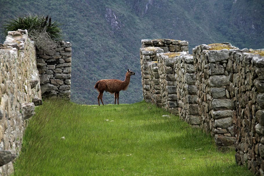 brown goat on Machu Picchu, peru, inca, south, america, ancient, HD wallpaper