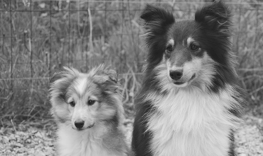 dog, dogs, puppy, shetland sheepdog, male tricolor, female fawn overlaid with black, HD wallpaper