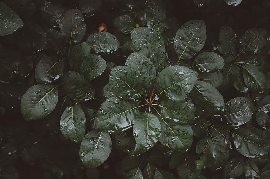 ovate green plant, photo of green leafed plants, tree, woodland HD wallpaper