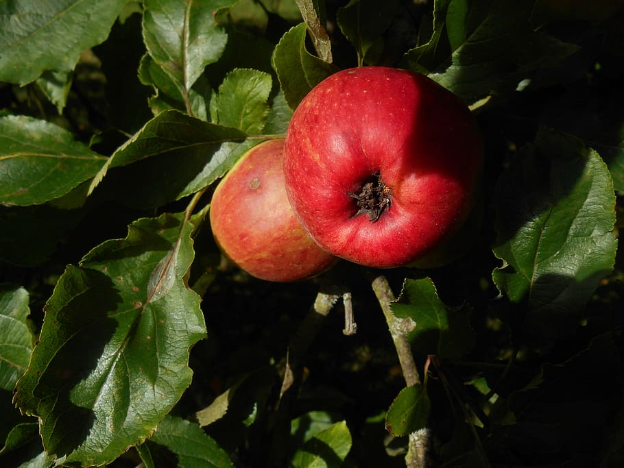 apple, leaves, tree, fruit, food, healthy, green, fresh, leaf HD wallpaper