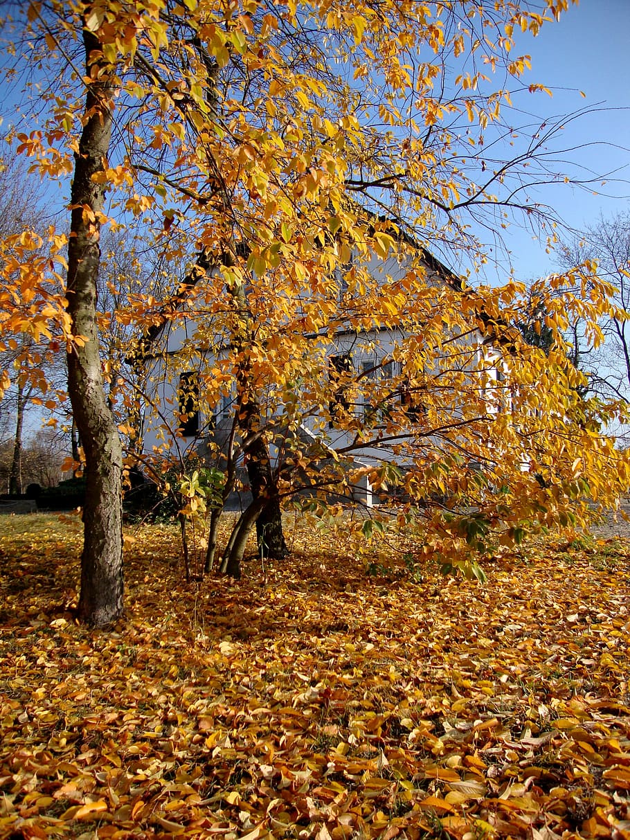sierpc, poland, tree, landscape, autumn, change, leaf, plant part HD wallpaper
