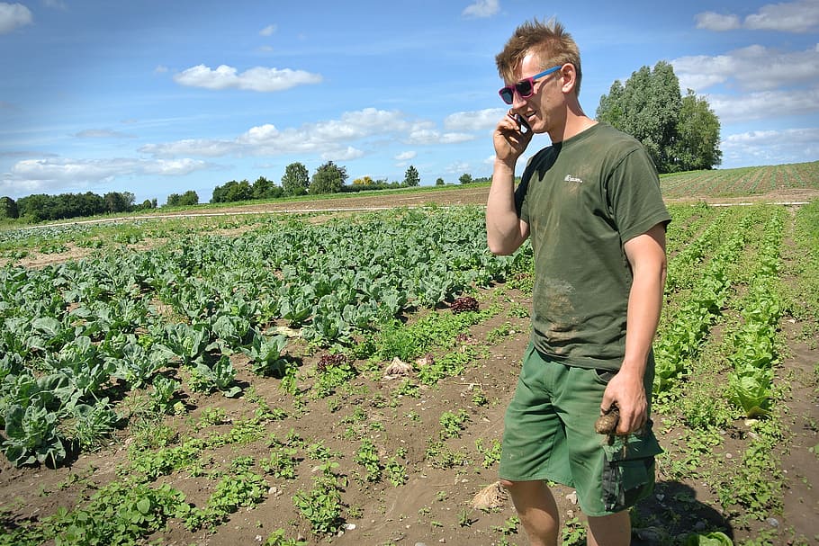 man standing on cabbage patch, farmer, vegetables, denmark HD wallpaper