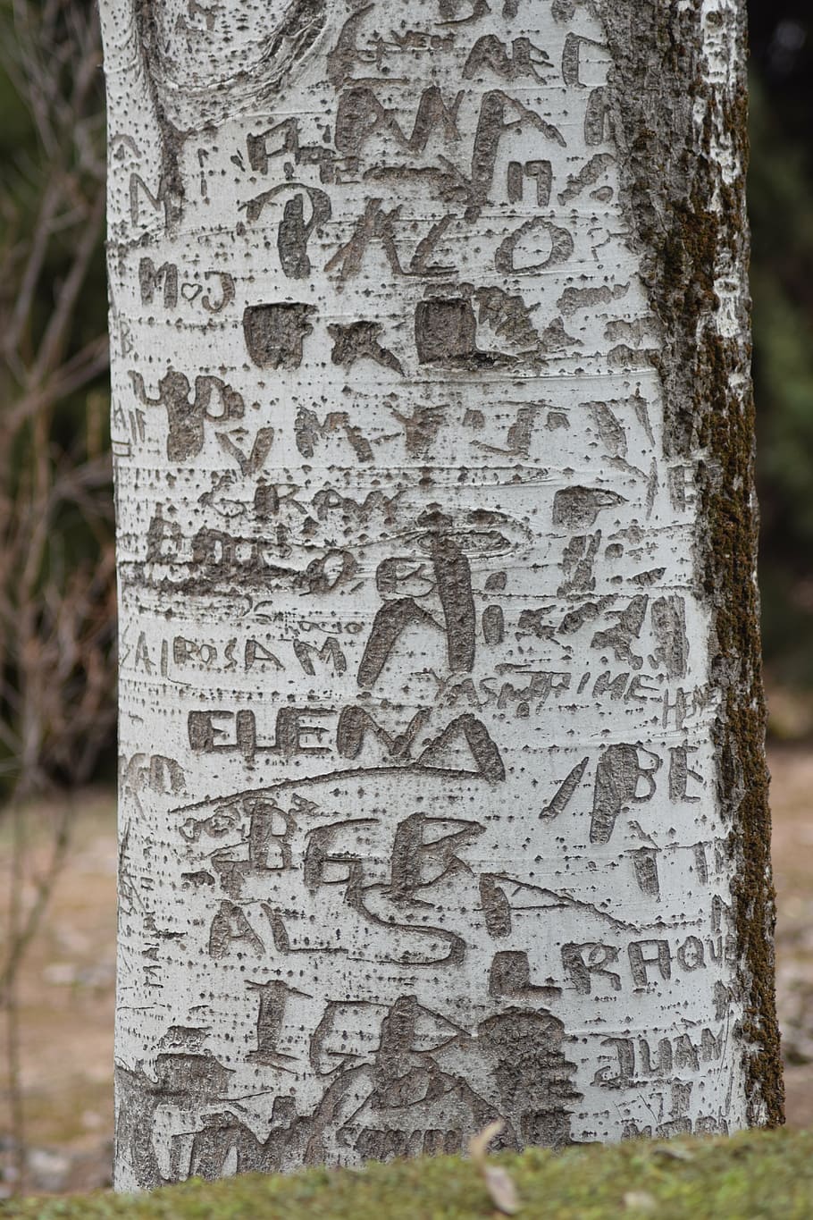 tree, name s, bark, marked, trunk, tree trunk, text, focus on foreground HD wallpaper