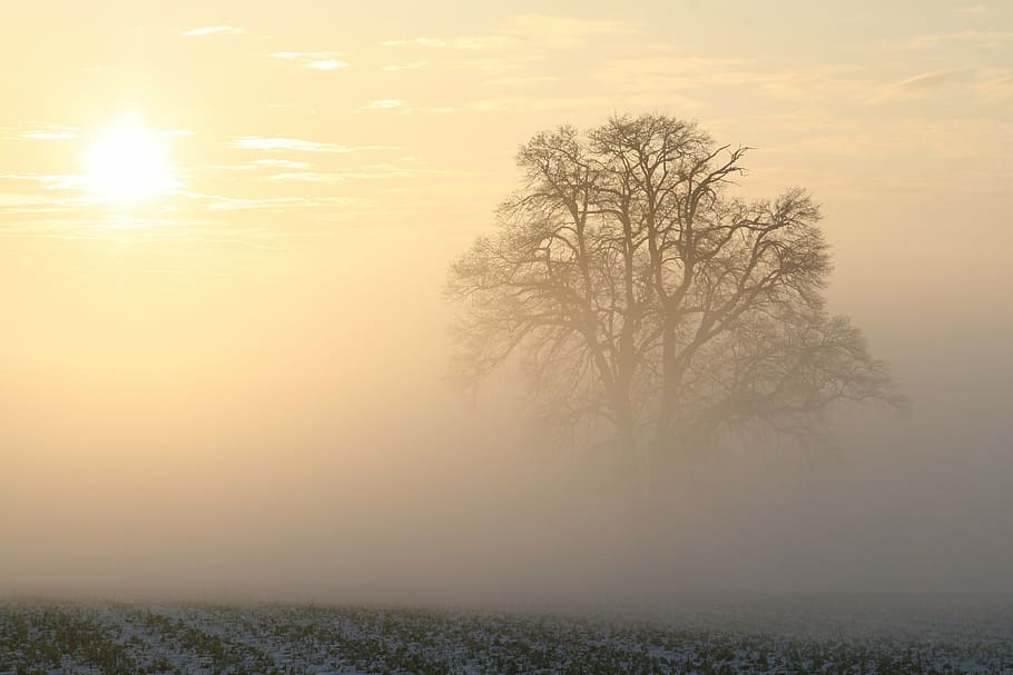 single leaf tree surrounded by mist under clear sky, winter, fog