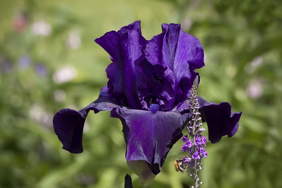blooming purple flower, iris, violet, plant, nature, blossom HD wallpaper