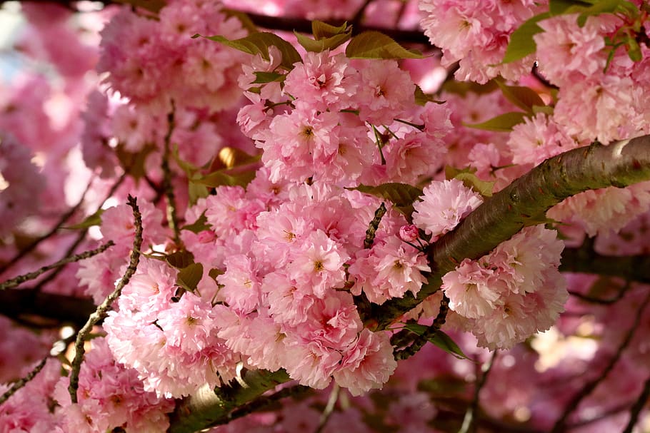 cherry, flower, blossoming, spring, tree, flowering plant, pink color HD wallpaper