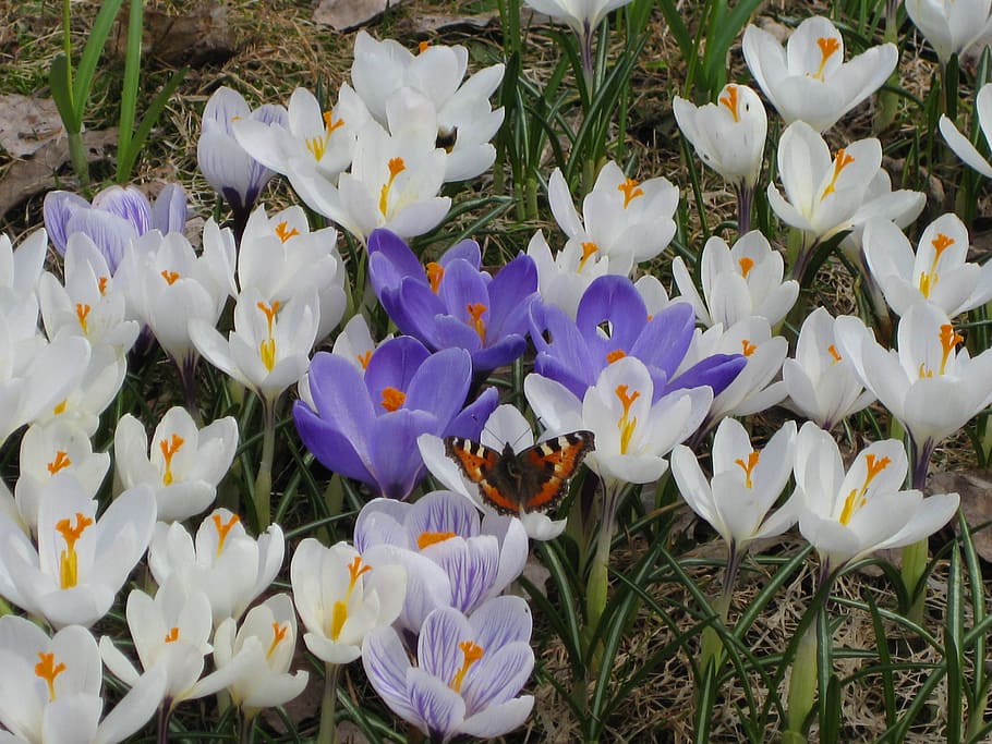 tortoiseshell, crocus, crocuses, white, purple, spring, flowers HD wallpaper