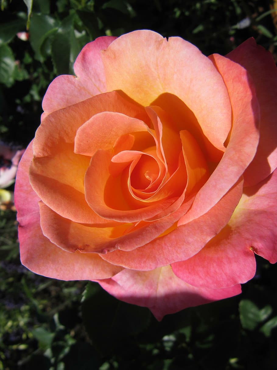 buga, flower, rose, flowers, romantic, german federal horticultural show HD wallpaper
