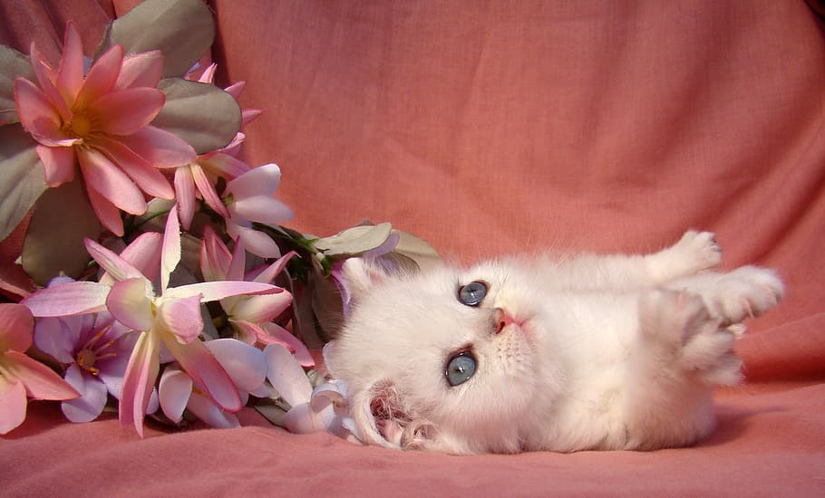 white kitten near white-and-pink flowers on pink textile, cat HD wallpaper