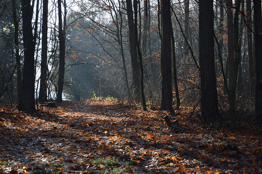 leaves on ground near trees, forest, autumn, the sun, shadow HD wallpaper