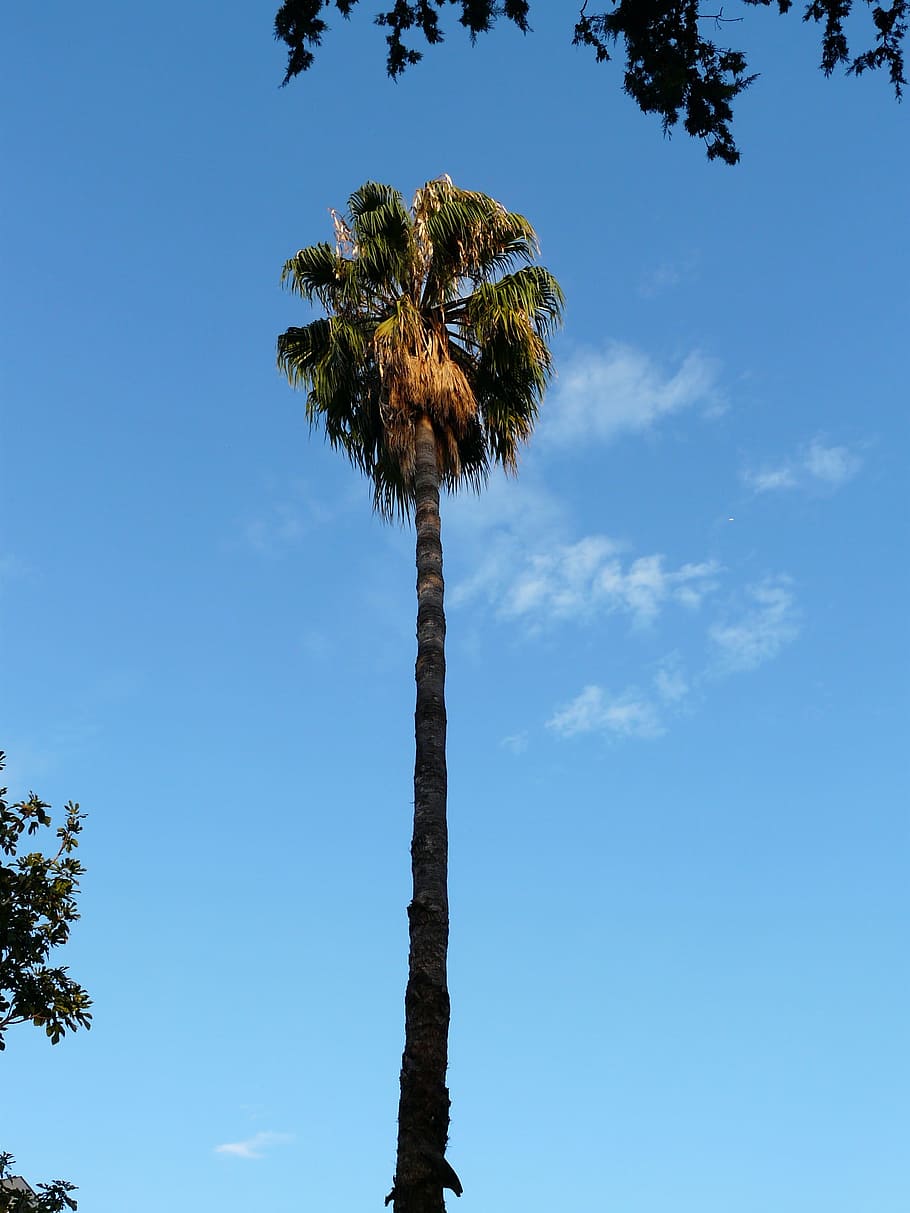 Palm, Tree, Log, High, Sky, long, palm tree, tall - high, tree trunk HD wallpaper