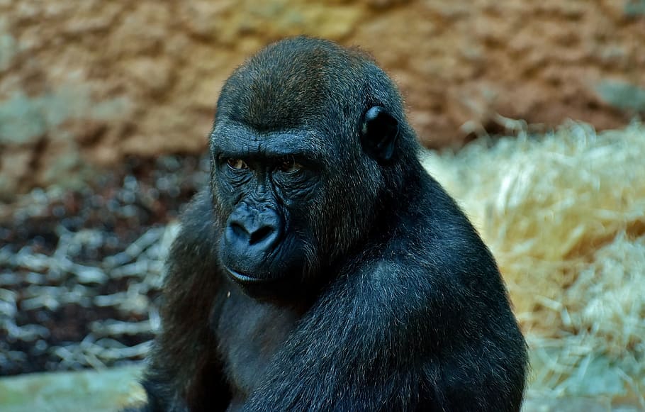 black gorilla on field, view, skeptical, monkey, animal, zoo