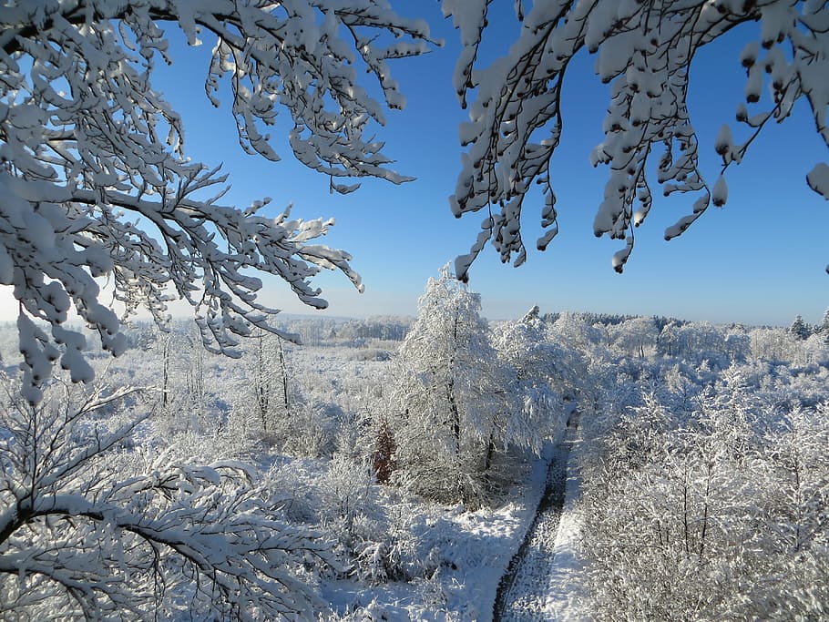 winter, trees, sky, blue, branches, frost, snow, wintry, cold HD wallpaper