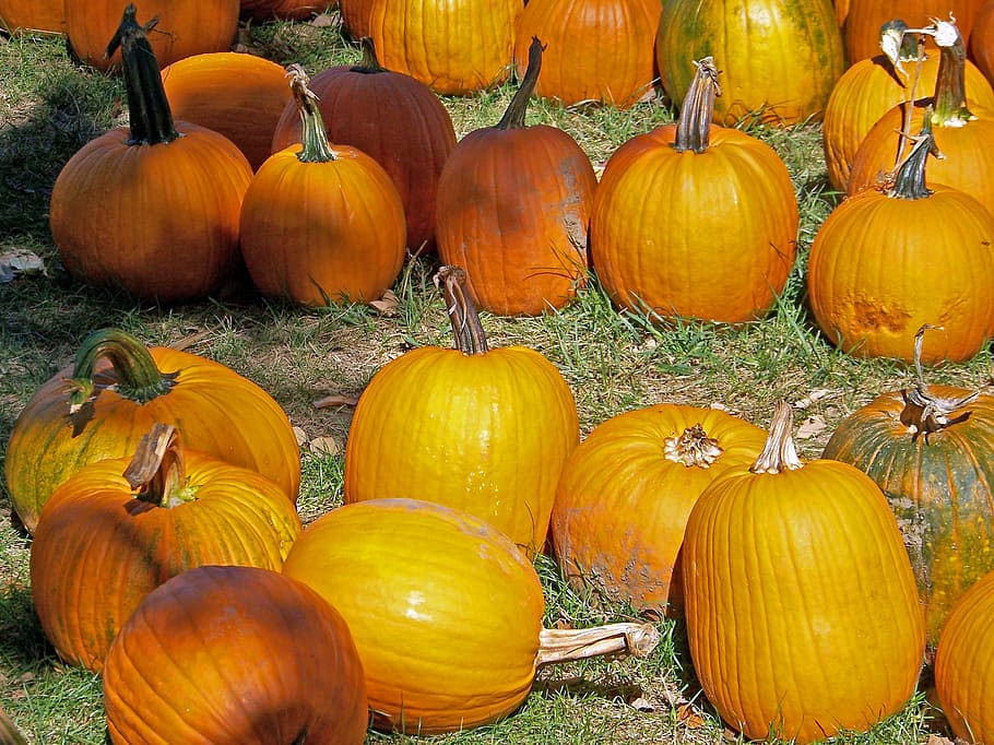 Pumpkins, Vegetable, Orange, Colour, food, harvest, healthy HD wallpaper