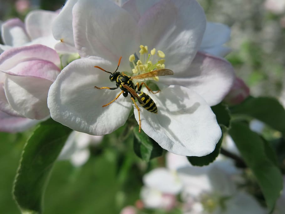 wasp, tiger, insect, apple, blossom, bloom, spring, macro, nature HD wallpaper