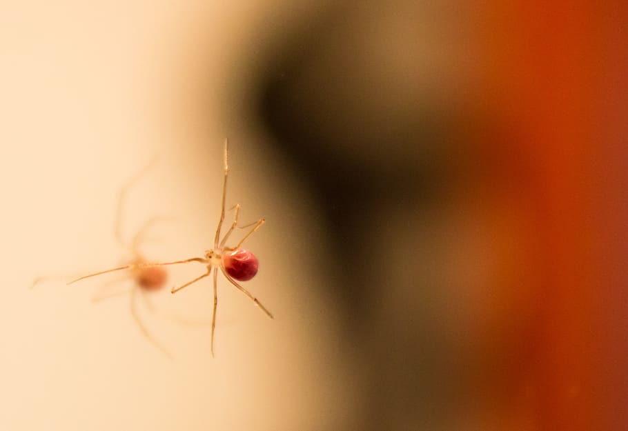 spider, reflection, macro, insect, close, invertebrate, close-up HD wallpaper