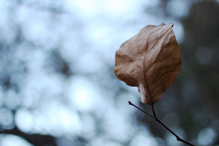 leaf, grey, overcast, dead, autumn, cloudy, sky, gray, nature HD wallpaper