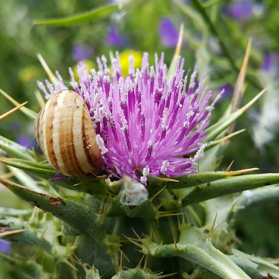 thistle, flower, thorns, violet, wild flower, snail, nature HD wallpaper
