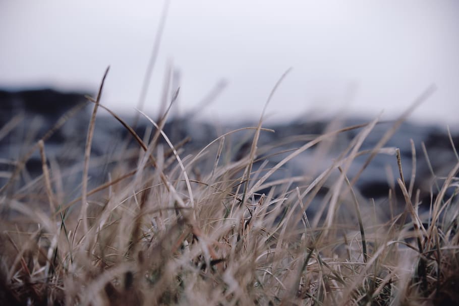 selective focus photography of grass field, brown blades of grass HD wallpaper