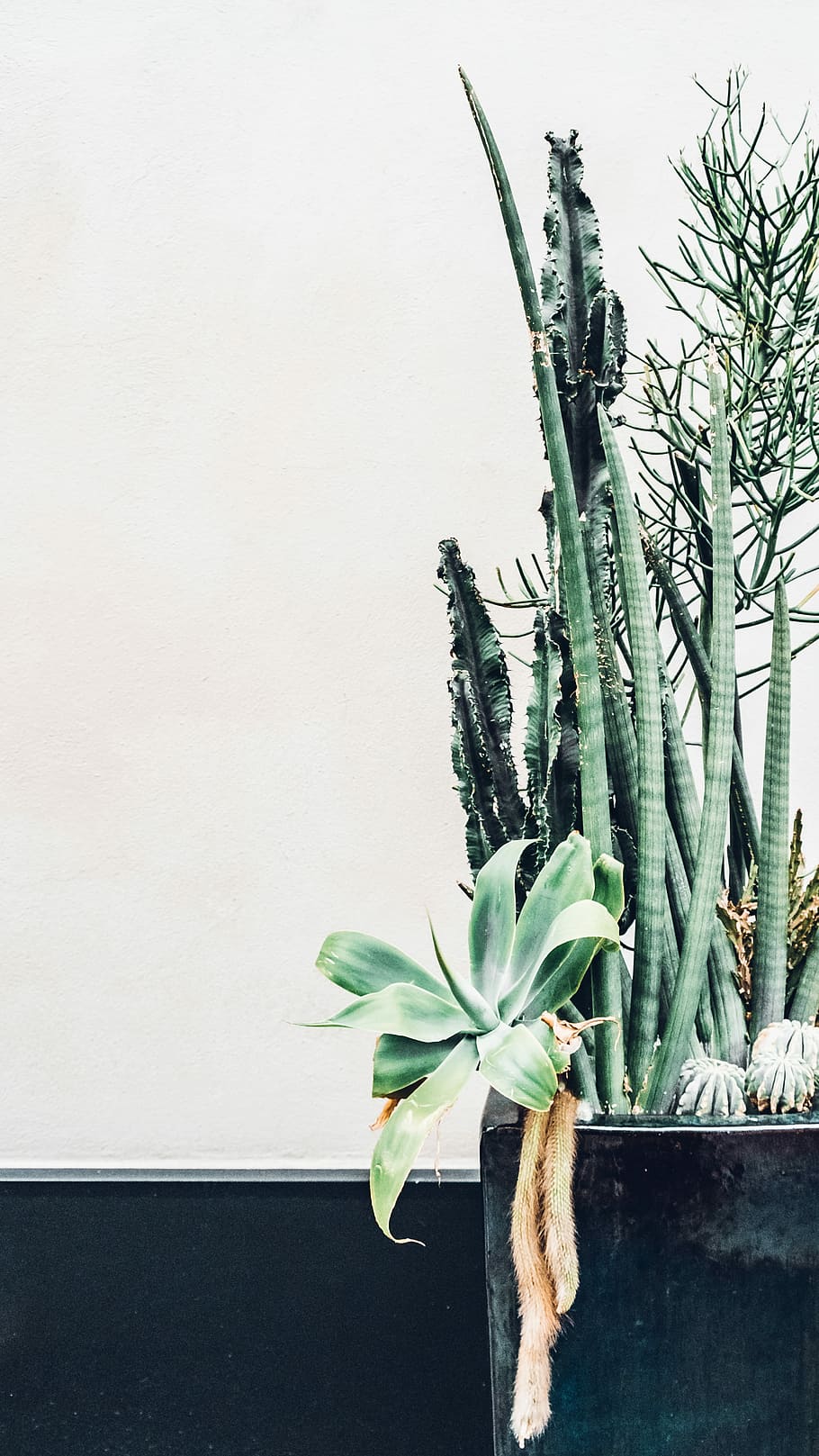 green leafed plants, green leafed plant, pot, cactus, cacti, spike HD wallpaper