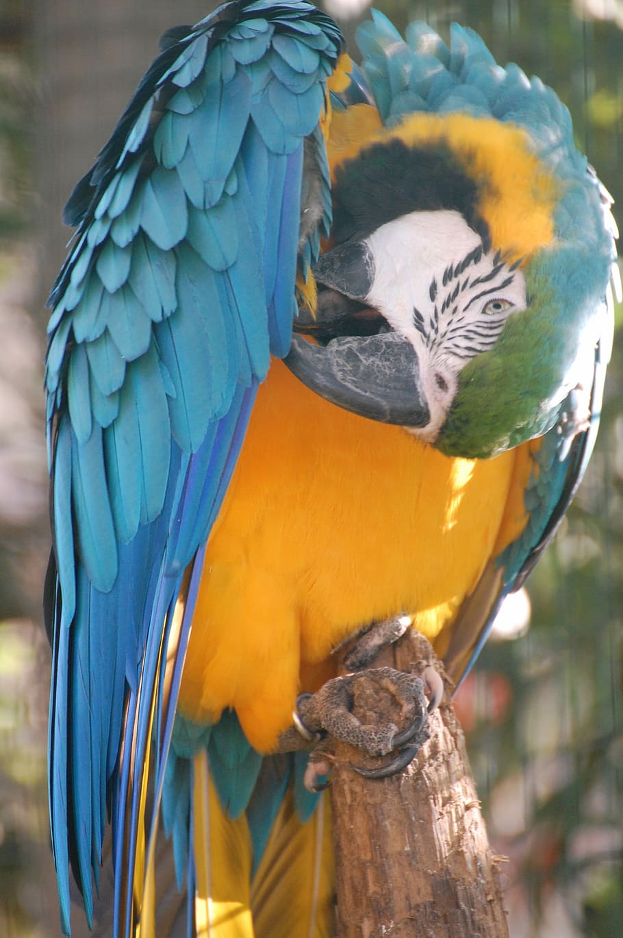 Parrot, Colors, Animals, one animal, macaw, bird, gold and blue macaw HD wallpaper
