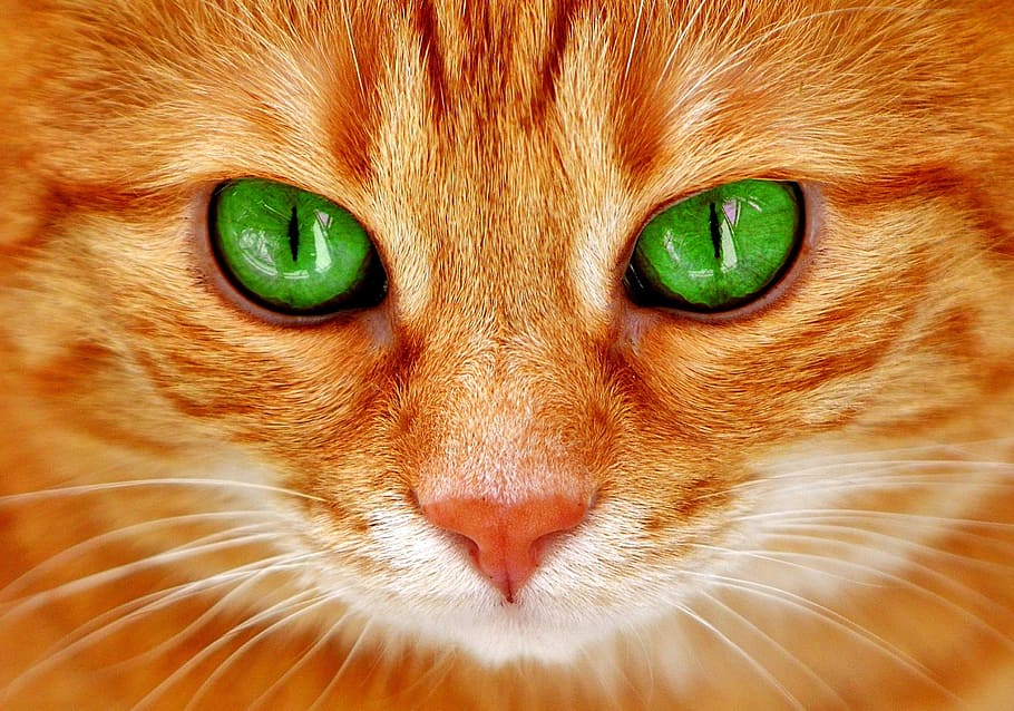 orange tabby cat with green eyes