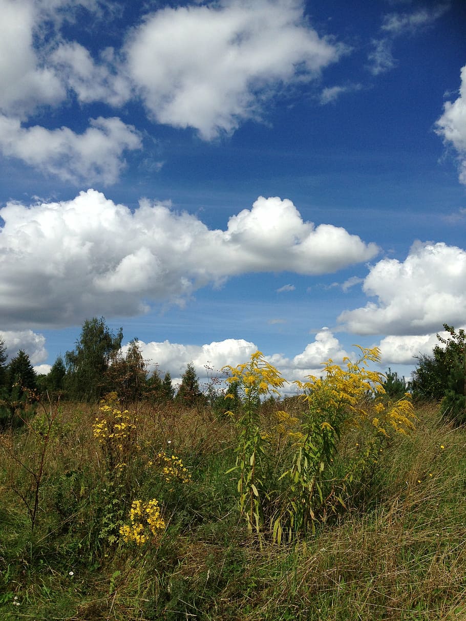 sky, blue, clouds, nature, white, plant, vegetation, landscape HD wallpaper