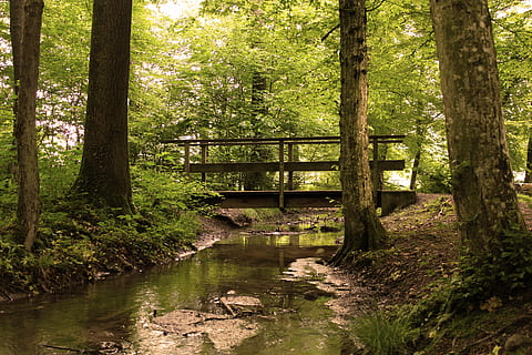 brown steel bridge on swamp, forest, tree, bach, water running HD wallpaper
