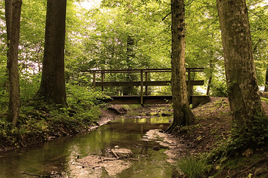 brown steel bridge on swamp, forest, tree, bach, water running HD wallpaper