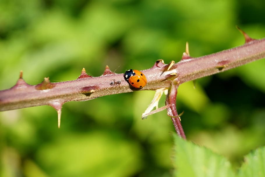 ladybug, thorns, green, animal, creature, plant, prickly, spiny HD wallpaper