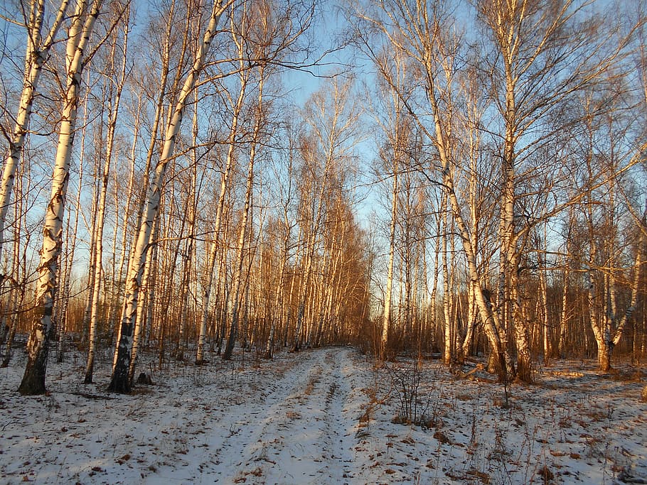 autumn, trees, forest, snow, cold temperature, winter, plant HD wallpaper