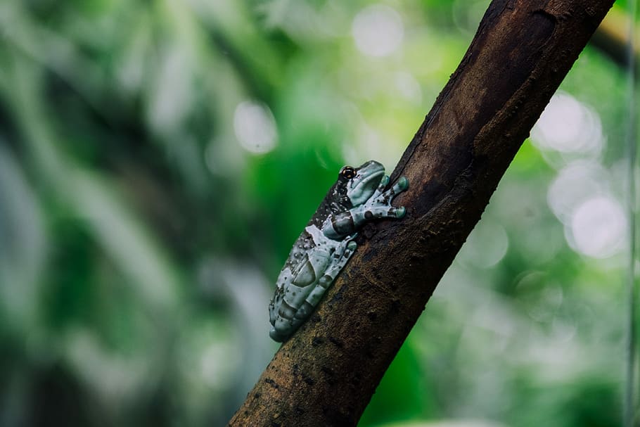 green and black frog on brown branch, teal and black frog on tree branch HD wallpaper