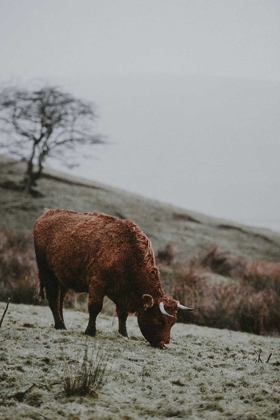 Cow in the rain, brown cattle pasture on farm, tree, mist, fog HD wallpaper