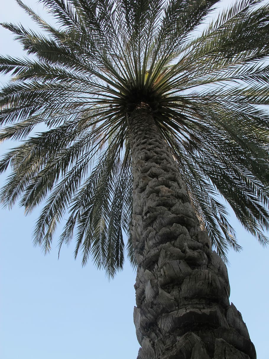 Palm, Tree, Palm Tree, low angle view, tree trunk, sky, day HD wallpaper