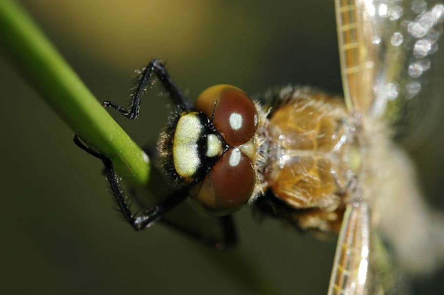 Dragonfly, Hatch, Macro, Insect, hatch after, animal, crawl HD wallpaper