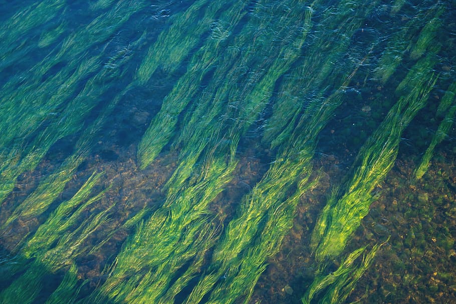 green and black abstract painting, green sea weeds, underwater photography