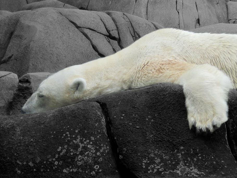 polar bear sleeping on rocks, animals, nature, large, black HD wallpaper