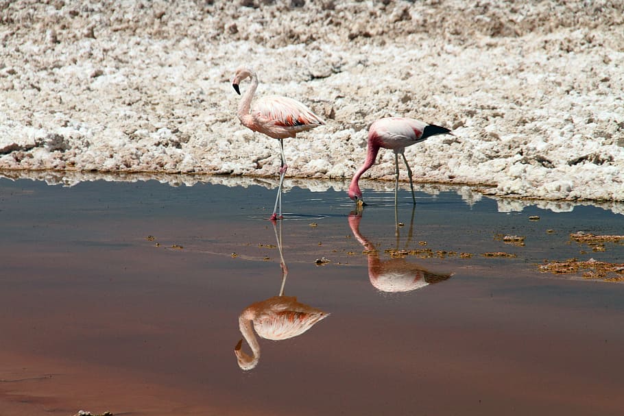 two flamingos standing near shore, pink, atacama desert, chile, HD wallpaper