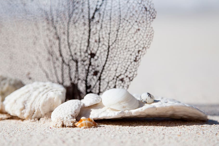 white seashell on gray sand, exotic, summer, concept, caribbean HD wallpaper