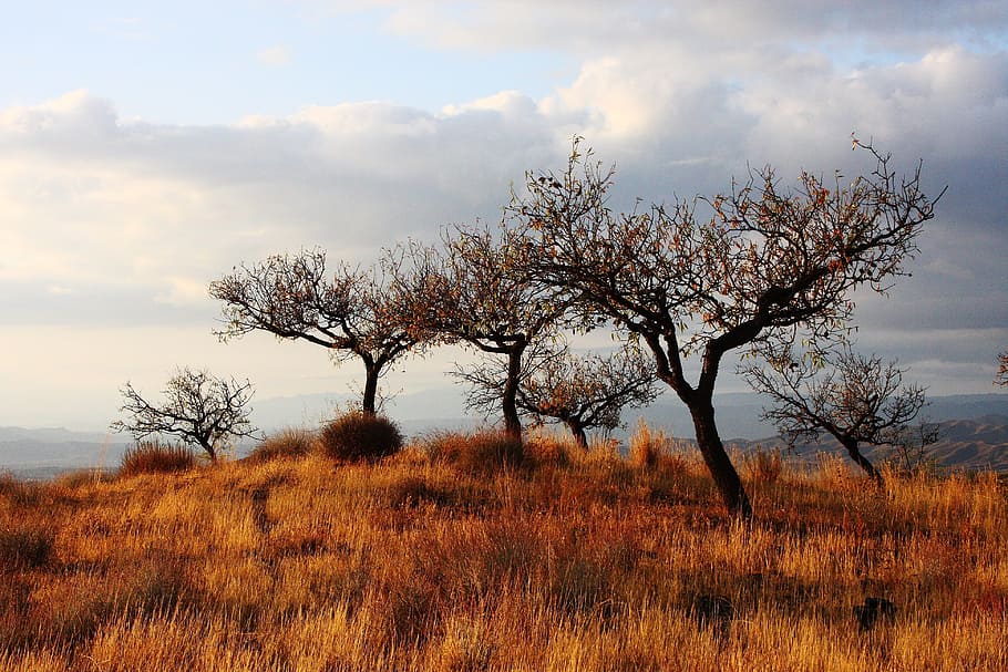 landscape photography of bare trees on grass field, grassland HD wallpaper