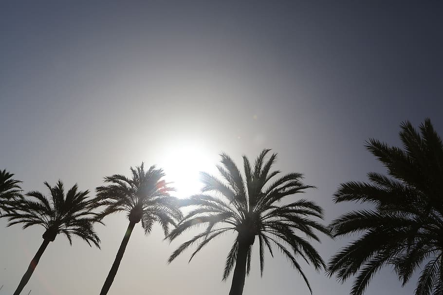 silhouette of coconut trees at daytime, photo, palm trees, sun HD wallpaper