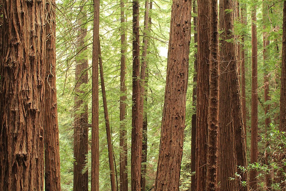 nature, forest, trees, plant, trunk, woodland, tree trunk, growth HD wallpaper