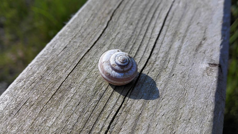 shell, snail, nature, wood, animal wildlife, mollusk, animal themes HD wallpaper