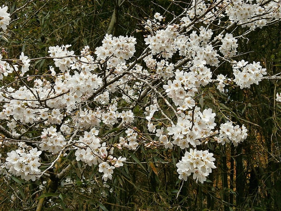 cherry, cherry tree, cherry blossoms, spring, nature, flower HD wallpaper