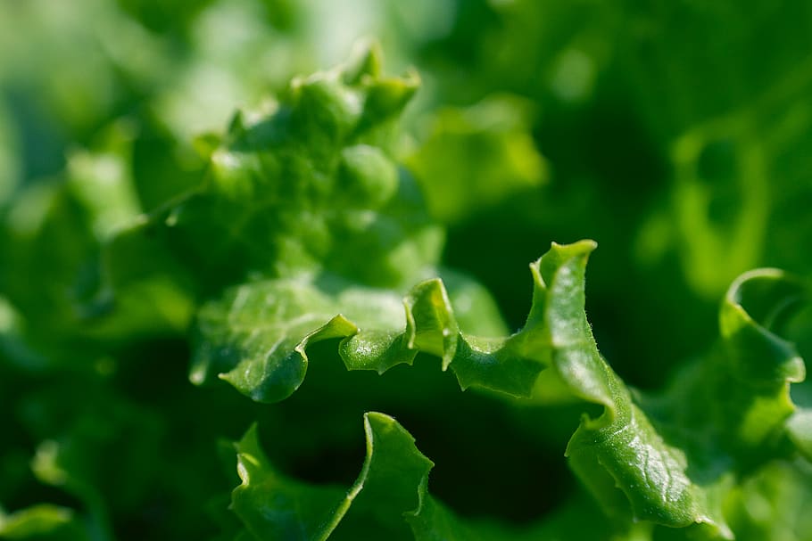 Lettuce, green, healthy, ingredient, salad, vegetable, green Color, HD wallpaper